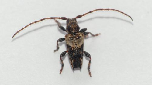 Réf. 337 570 : Pogonocherus hispidus